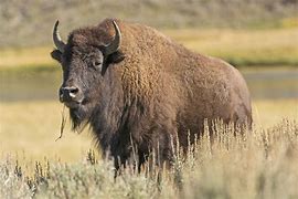 bison