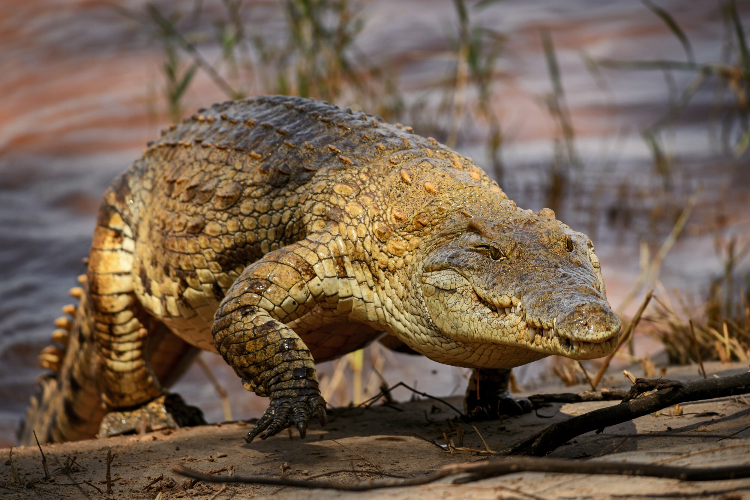 corcodile