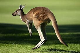 kangaroo