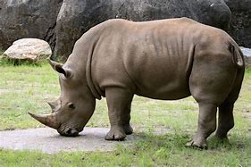 rhinoceros