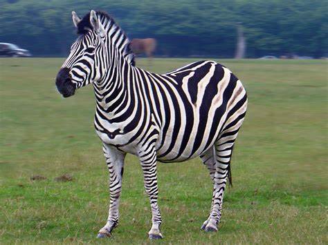 zebra
